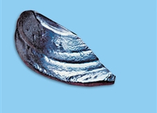 元素图解67:铥(Tm)