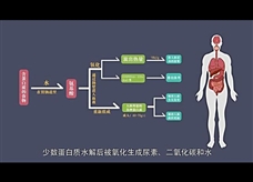 【化学大师】蛋白质——奇妙世界里的工人（教学视频素材）