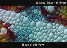 【化学大师】酸碱与指示剂——化学世界中的变色龙(教学视频素材)