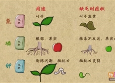 “乐乐课堂”初中化学教学视频素材:《盐 化肥》08常见化肥的种类和作用